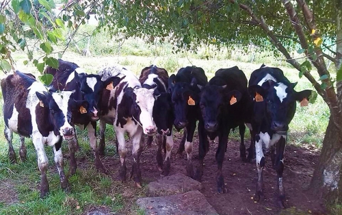 Vacas Cantabras